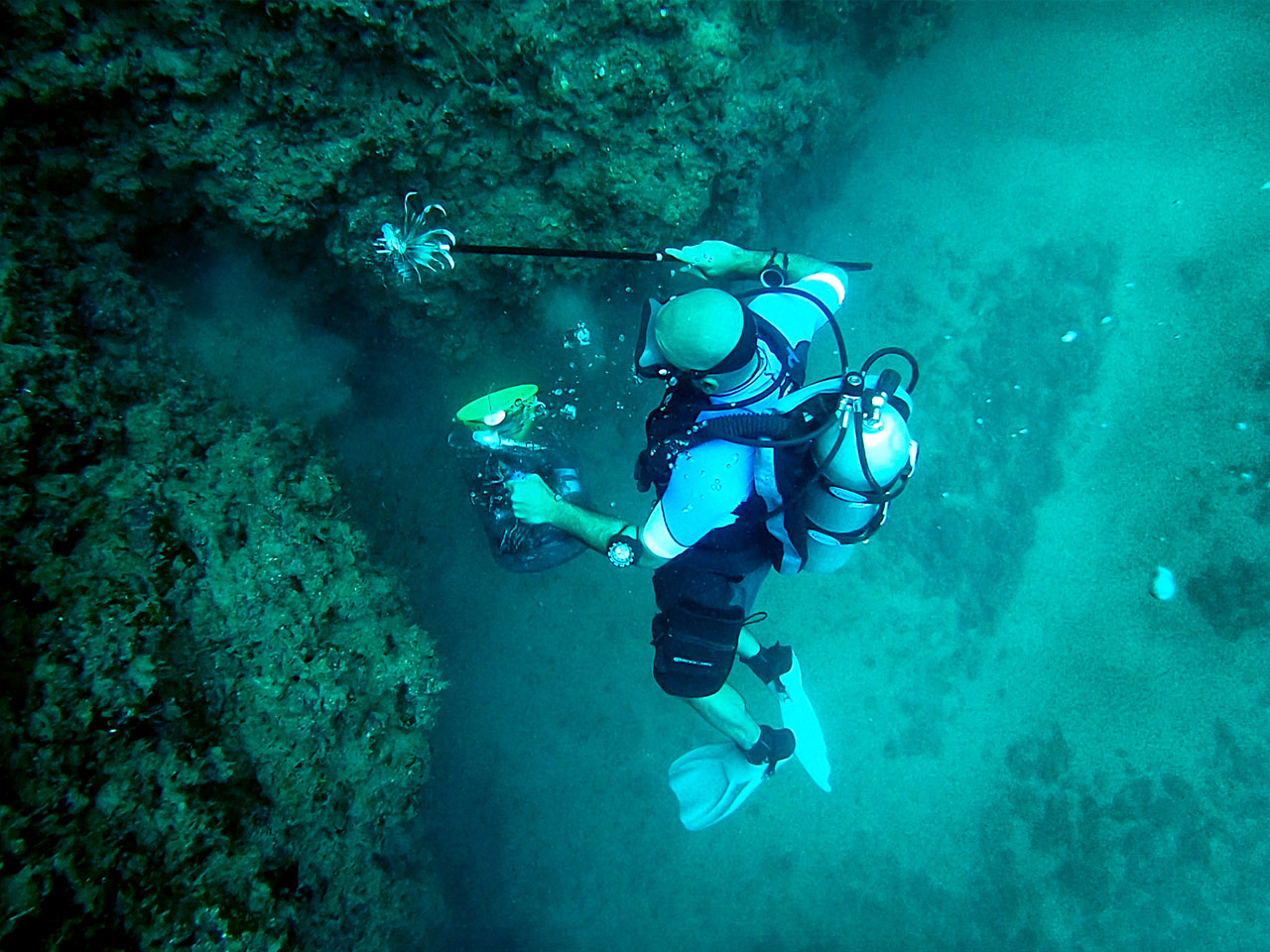 a scubadiver fishing a lionshing with a harpoon