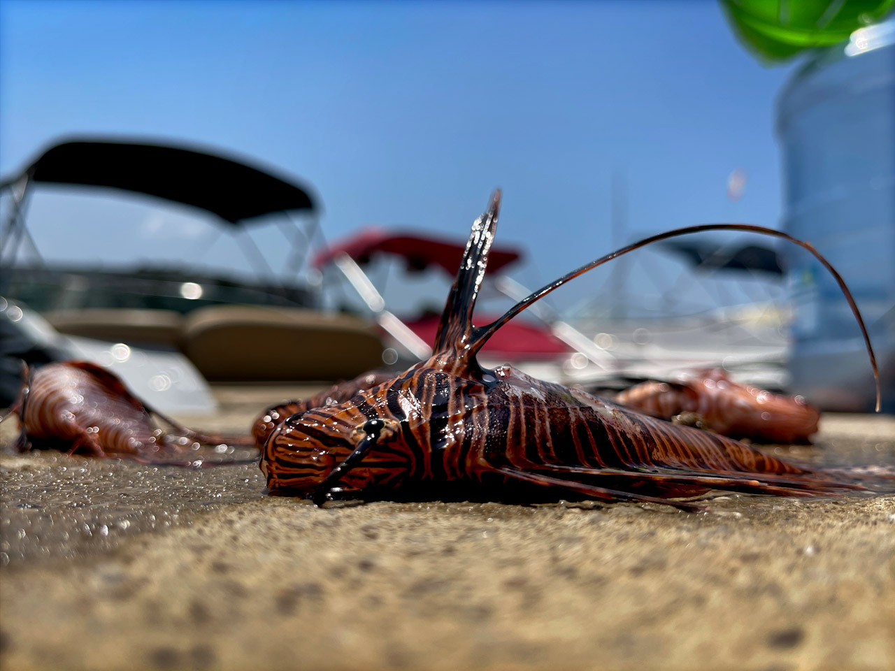 A lionfish just caught in Amchit harbour on the floor