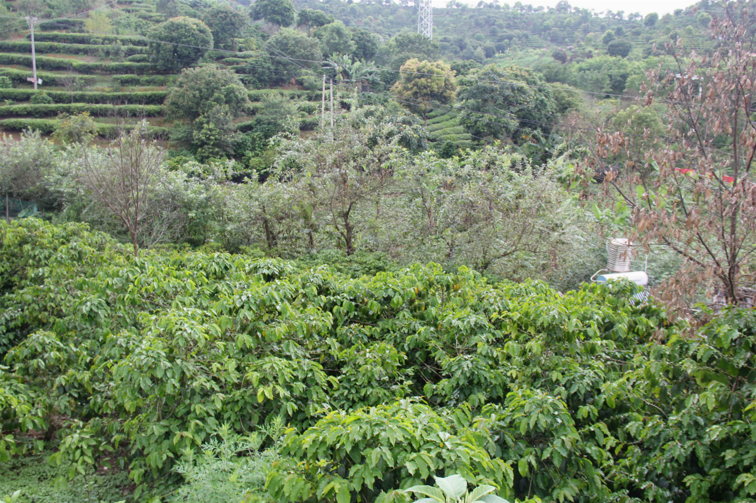 Coffee plants in Pu'er