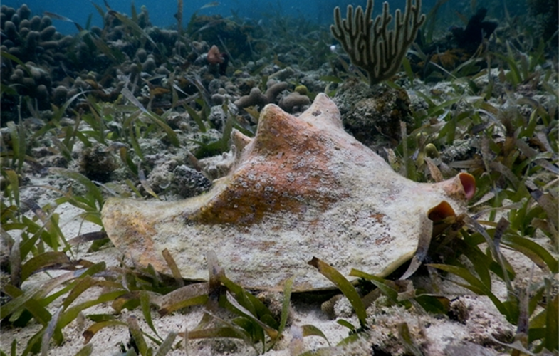 Conch image