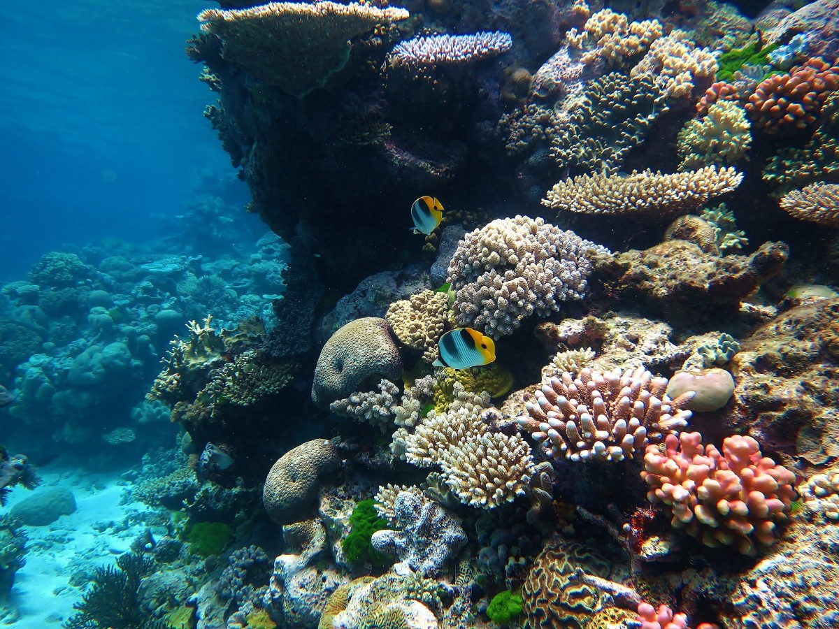 Two Pacific double-saddle butterflyfish, amongst a backdrop of corals at Flynn Reef