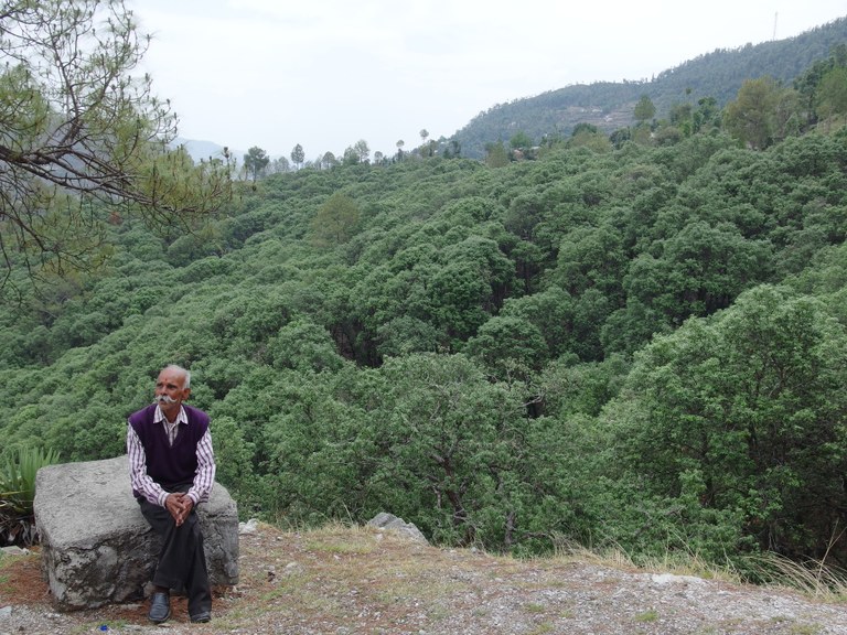 The ghost village that saved a lush oak forest | Earth Journalism Network