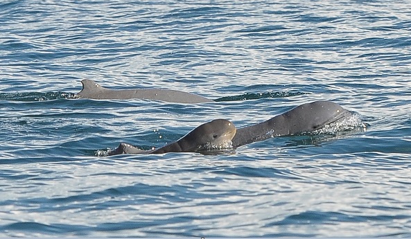 Irrawaddy dolphins swimming at the sea's surface