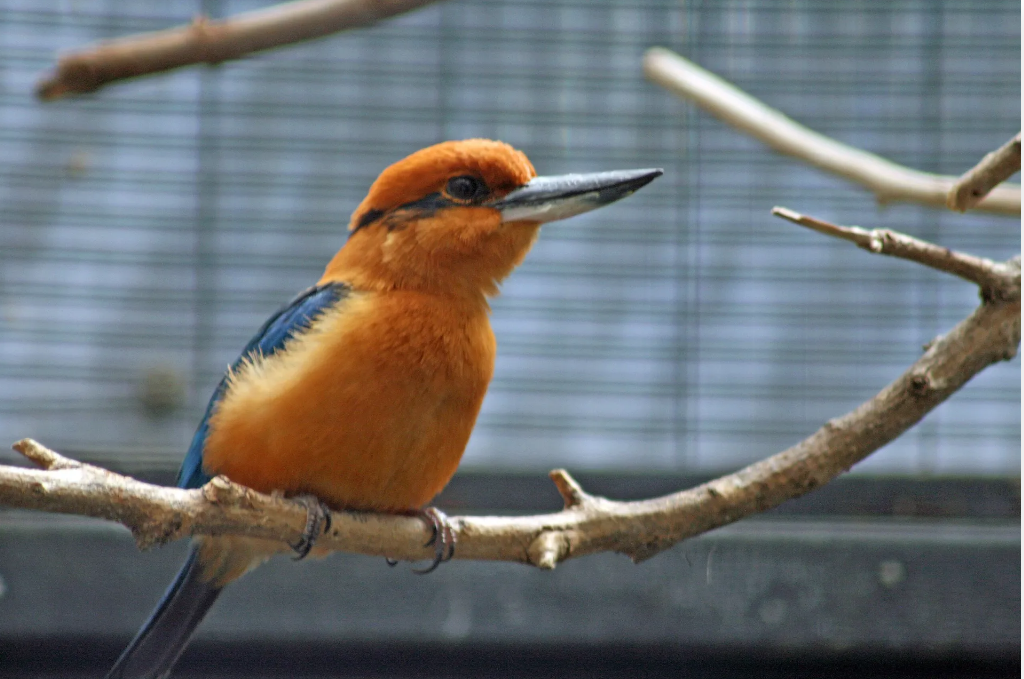 The Guam kingfisher resting on a branch 