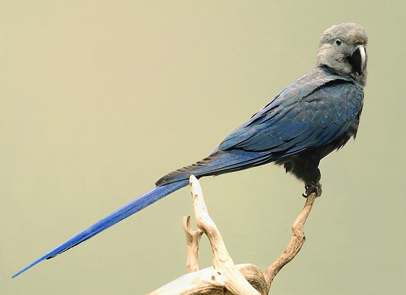 The Spix’s macaw sitting on a branch 