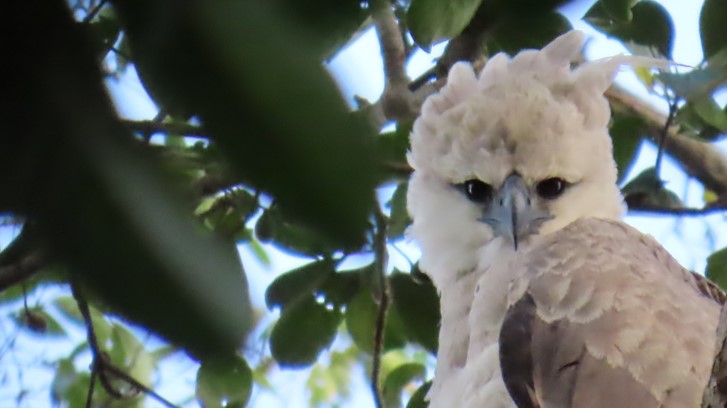 Harpy Eagle as a Flagship for Community-based Conservation and