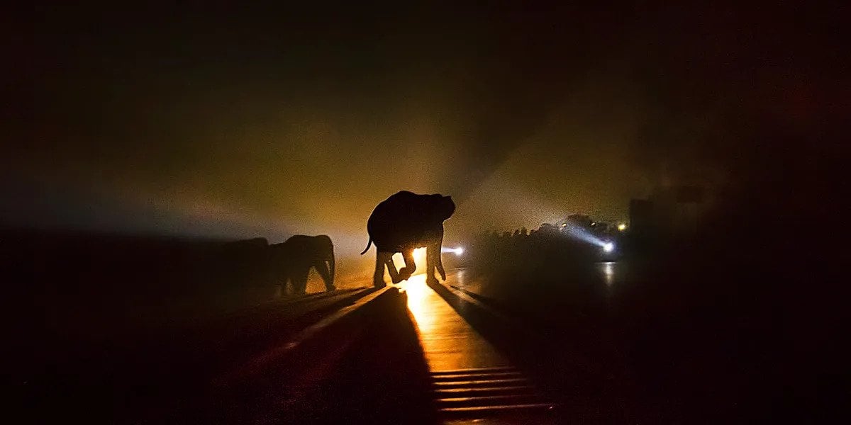 Elephants on a highway