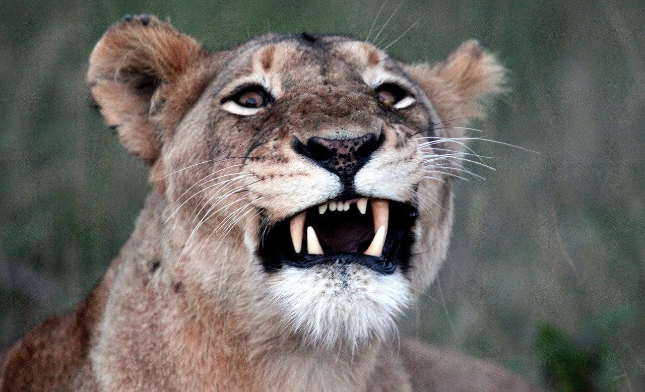a lioness bares her fangs