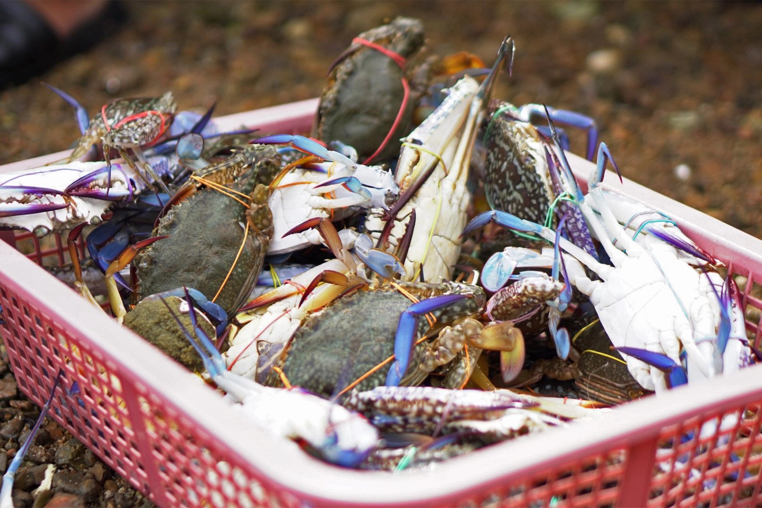 Crabs caught by Panchito Calamare in the mangroves along with fish. Image by Keith Fabro for Mongabay.
