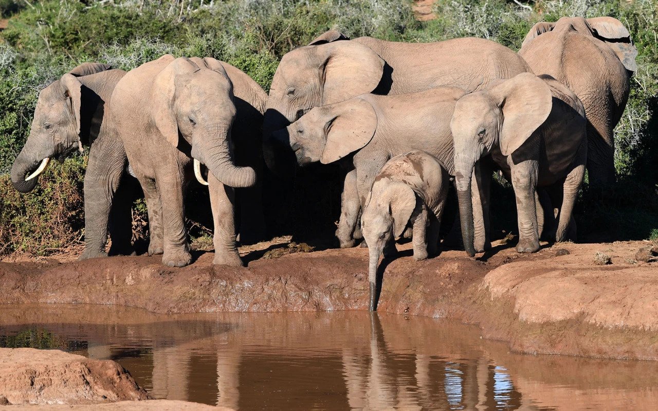 a herd of elephants at a watering hole