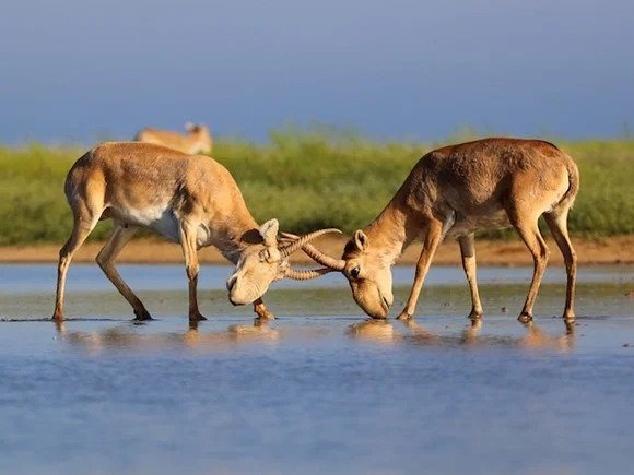 Antelope sparring