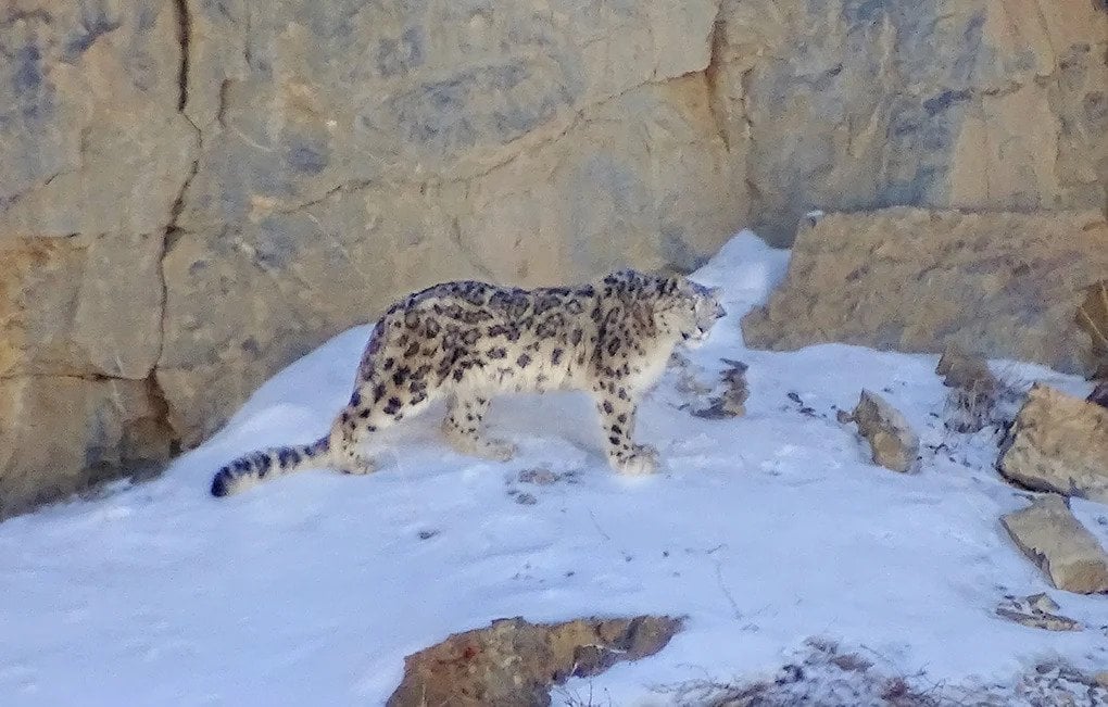 Another wild snow leopard