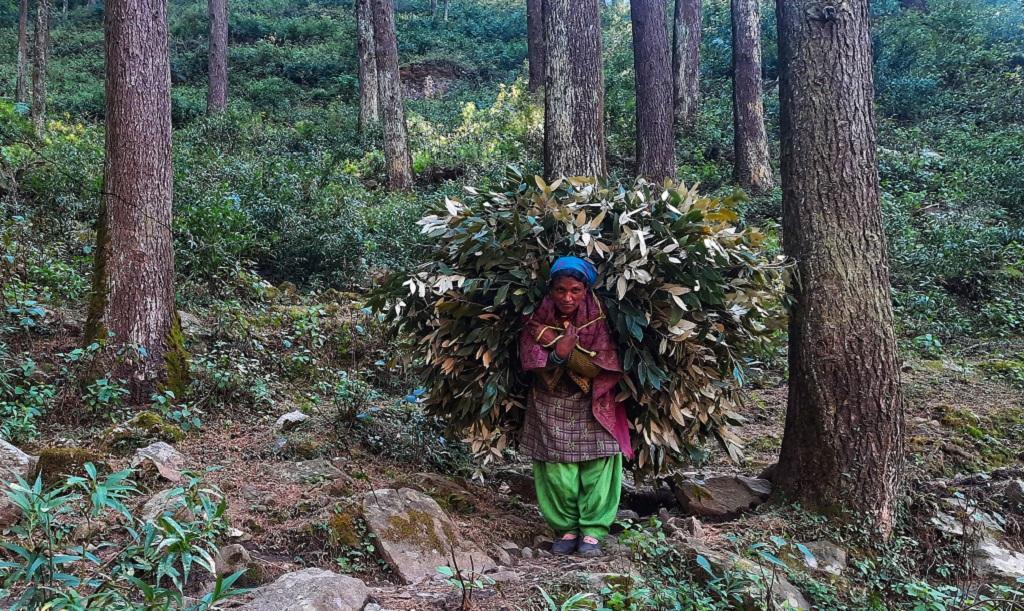 A woman collecting fodder from the forest