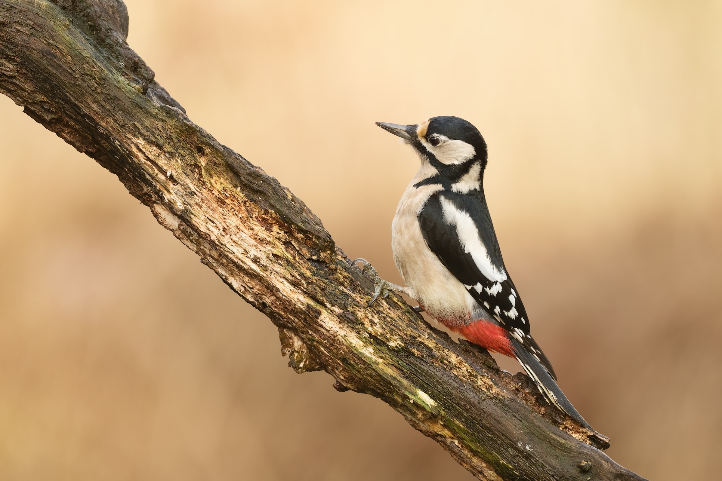 A woodpecker on a tree