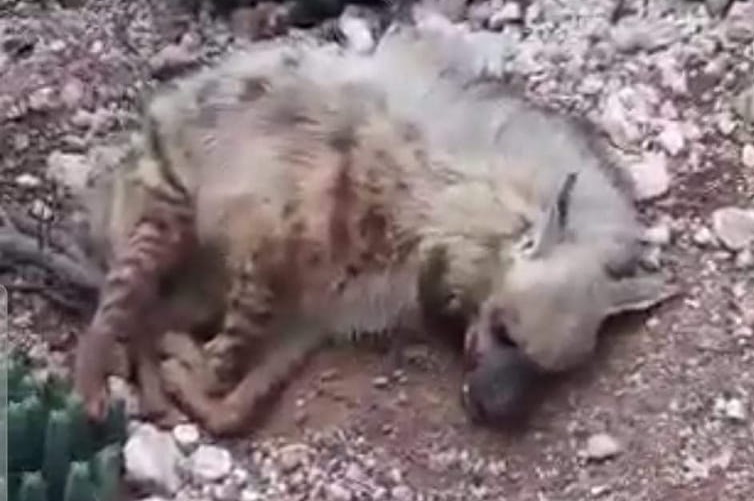 A hyena killed by hunters in Morocco