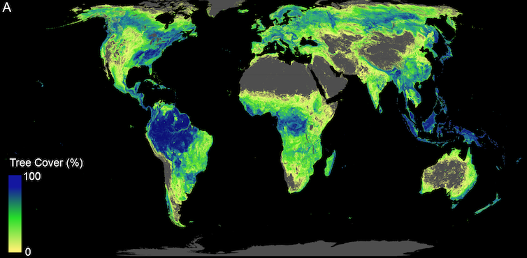 A map showing concentration of tree cover across the world.