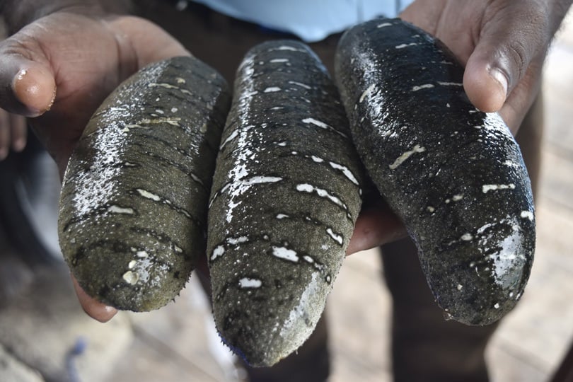 Person holds three large sea cucumbers in their hands