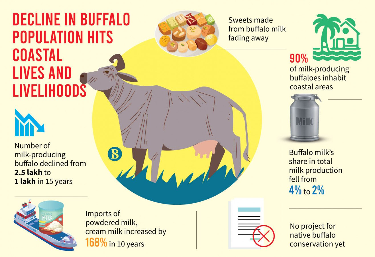 Buffalo infographic