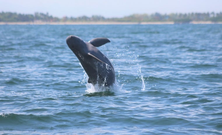An Irrawaddy dolphin leaping out of the sea