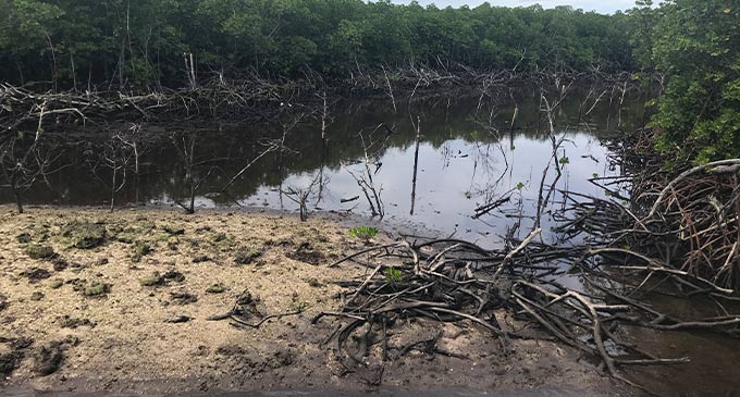 Mangrove vegetation left in ruins during construction. Photo: Kelera Sovasiga-Tuisawau