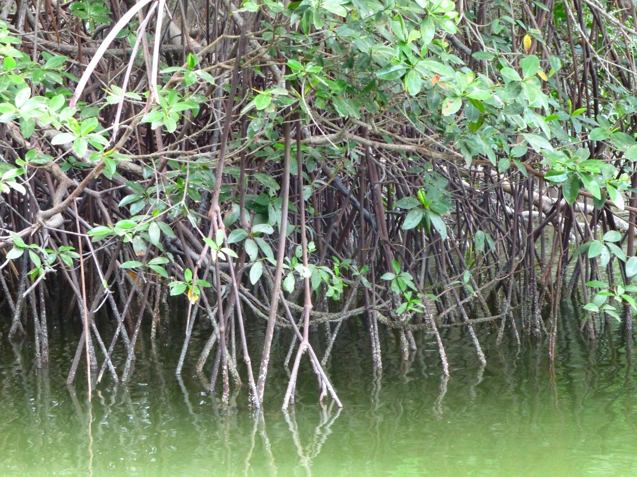 Mangrove roots in Ecuador