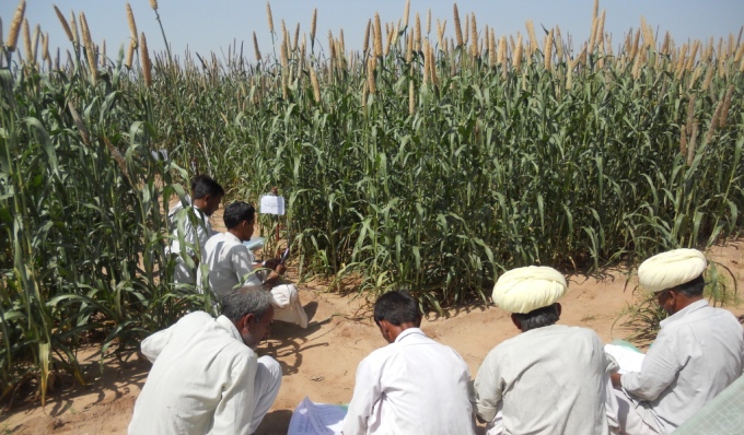 Indian farmers inspecting millet - a climate-smart but neglected crop that grows in arid region (Image by C.Bonham)