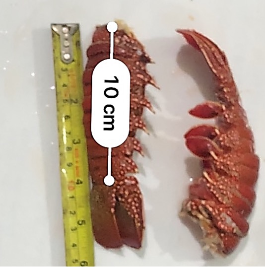 lobster below minimum size