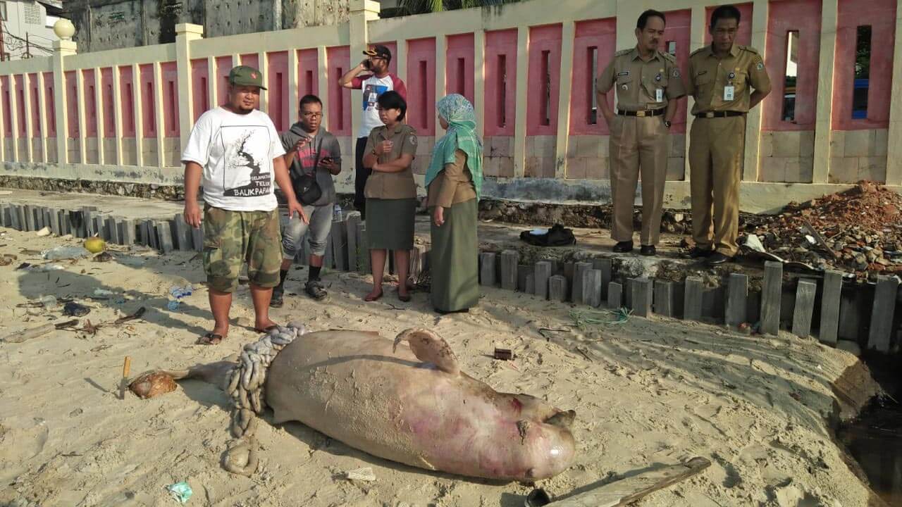 Dolphin carcass near Balikpapn Bay