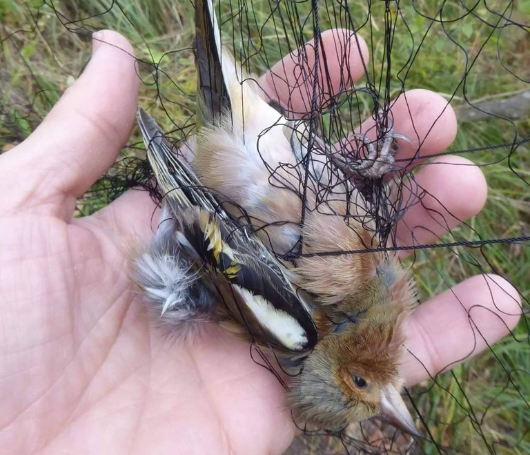 A chaffinch caught in a mist net. The illegal hunting of finches has become so intensive in Malta that only a handful of the birds now breed there / Credit: CABS