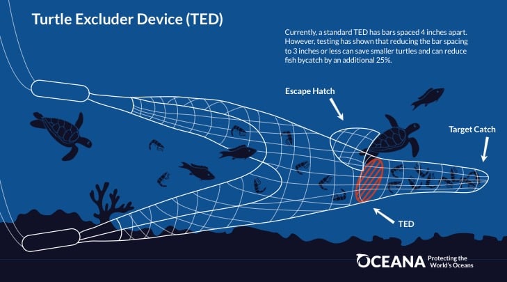A turtle exclusion, or excluder, device. The net contains an escape hatch to prevent fishing vessels from catching turtles as bycatch / Credit: Oceana.