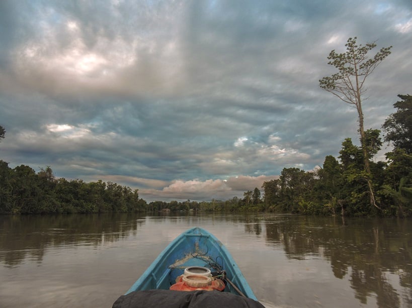 Tracking The Illegal Trade In Papua’s Pig-nosed Turtles 