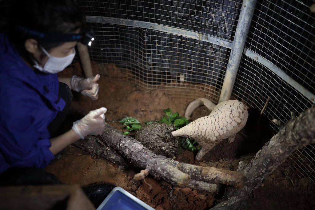 Rescued pangolin
