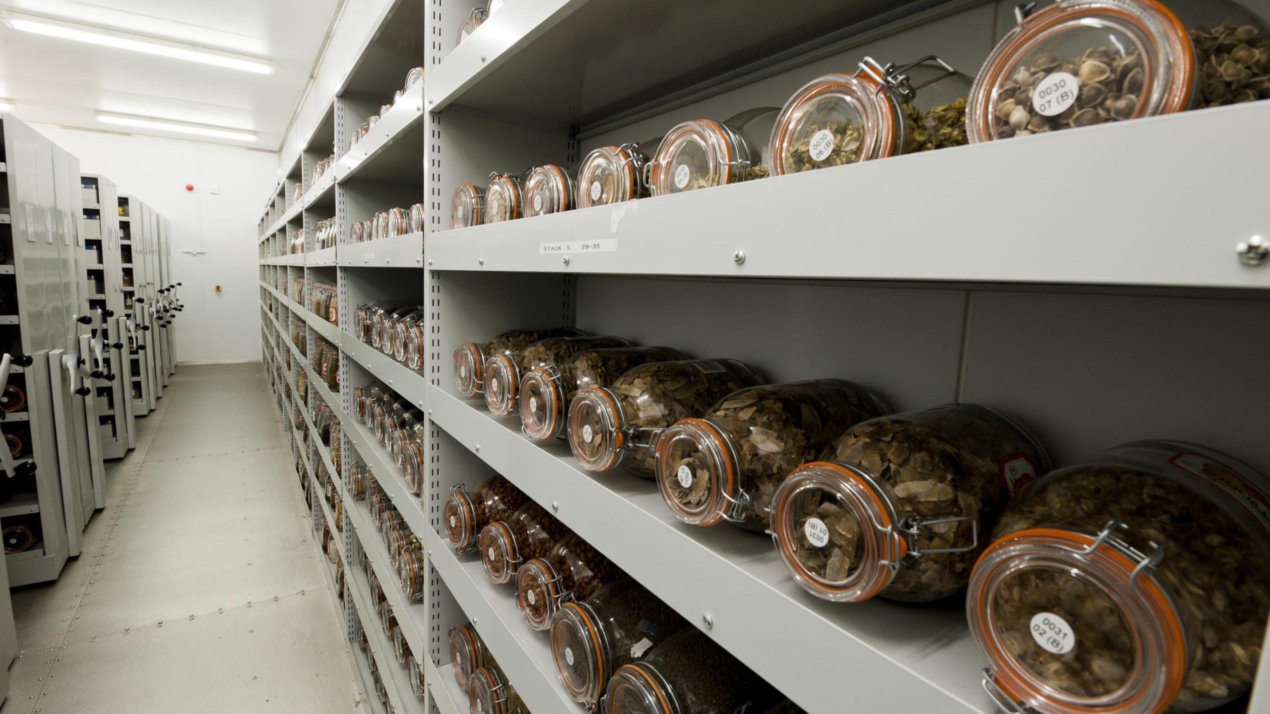 Billions of seeds stored in vaults at Kew’s Millennium Seed Bank