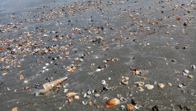 Dead mollusks on a beach on St. Martin
