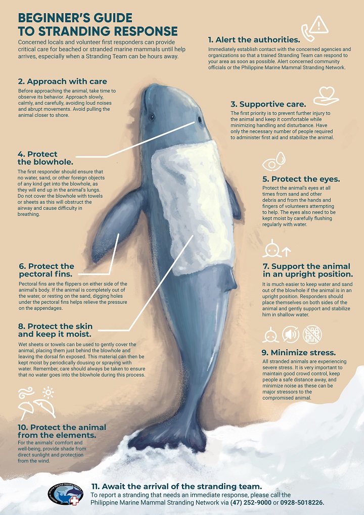 A graphic providing advice on what to do with a stranded dolphin