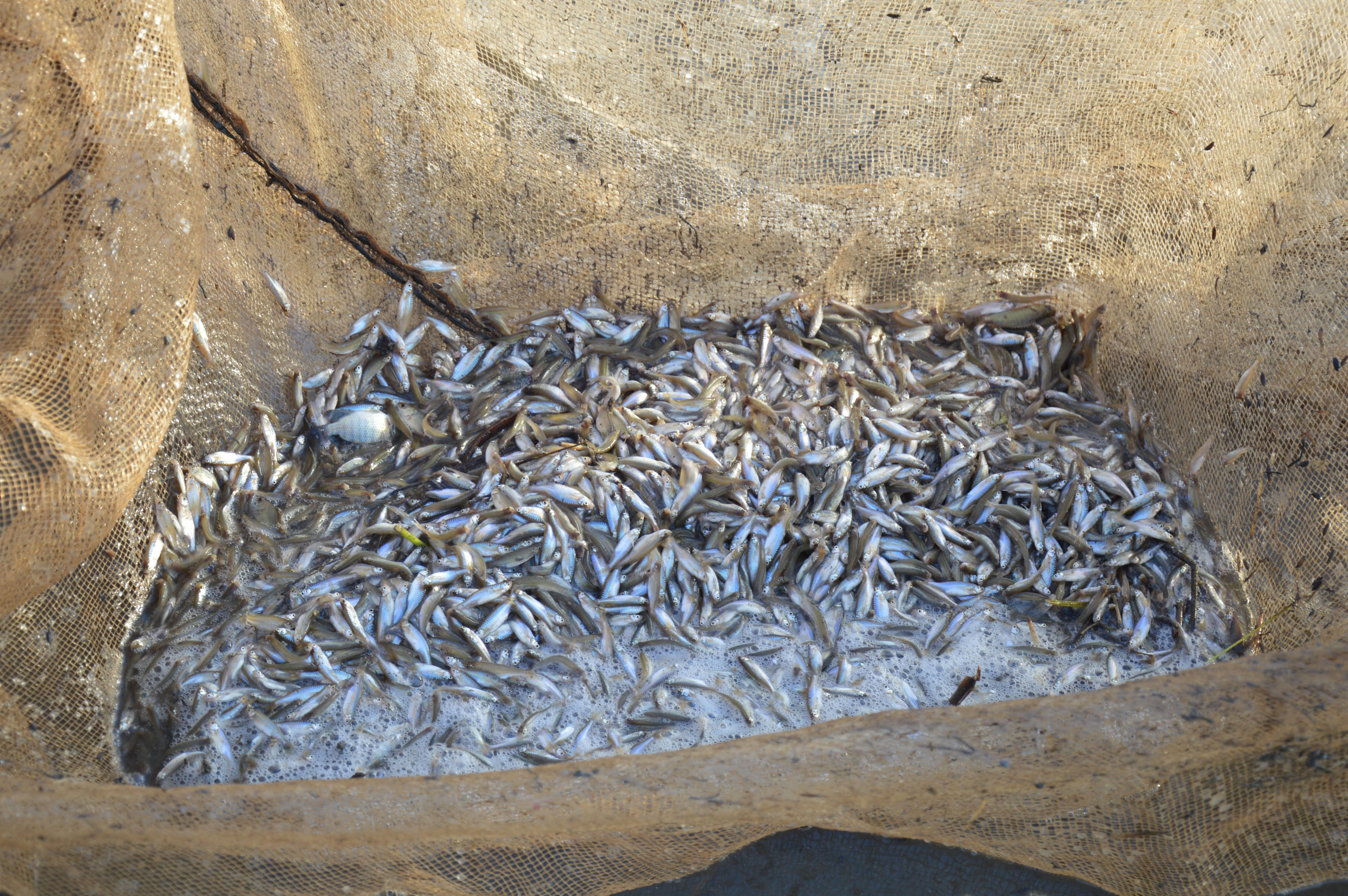 Freshwater fish are running out in An Giang Province.