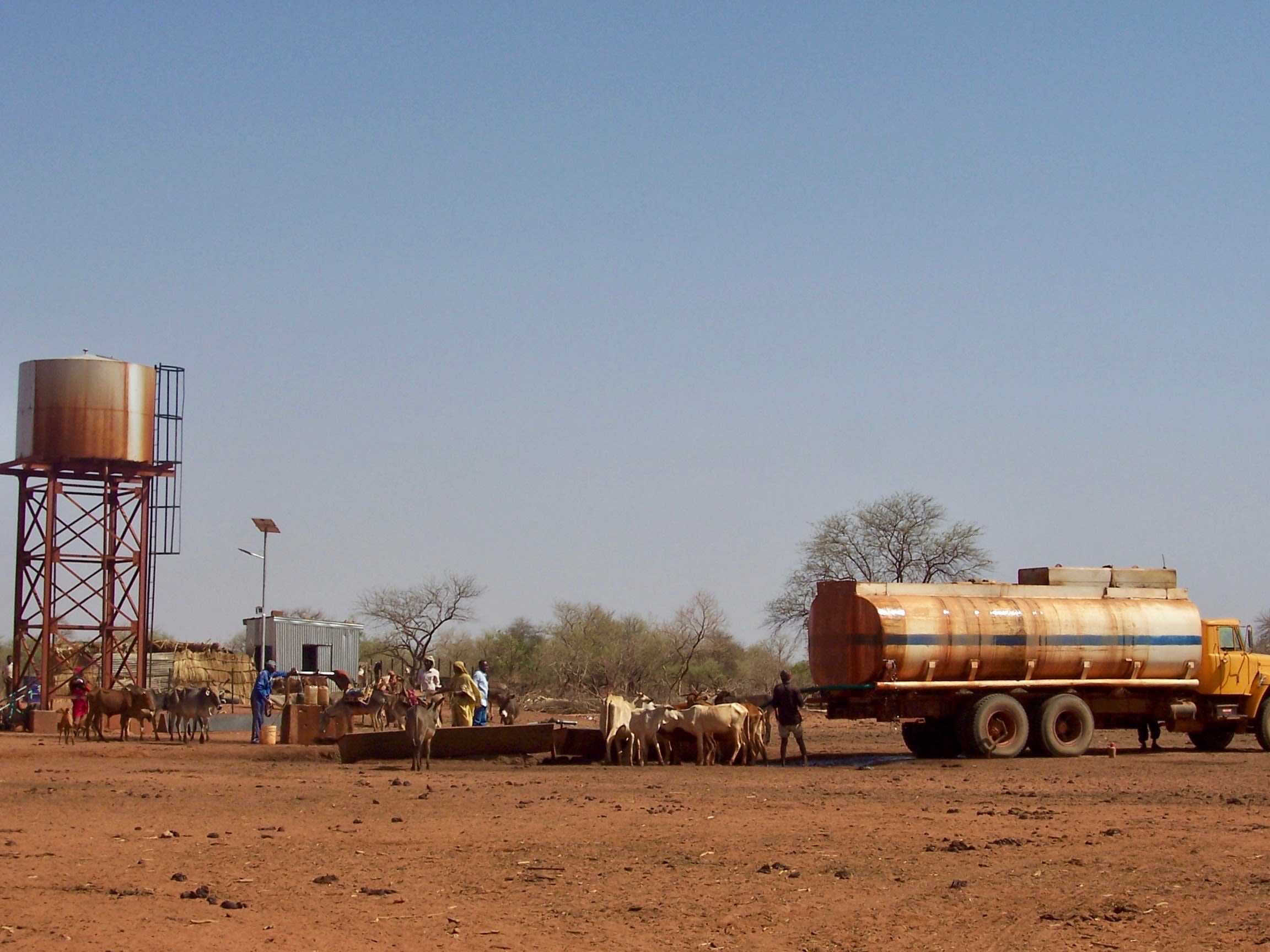 a water tanker, people and cattle