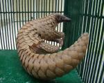 Illegal Trade of Pangolin in Asia and Africa