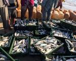 Vietnam fishing market