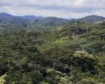 Forest in the Congo basin