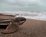 leatherback turtle on beach