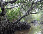 A mangrove swamp in Mexico