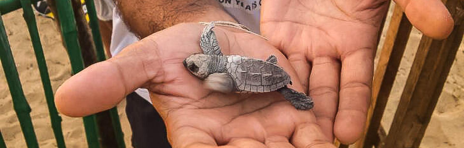 CCMP Fellow’s Reporting on Vulnerable Sea Turtles in India Continues to Garner Attention