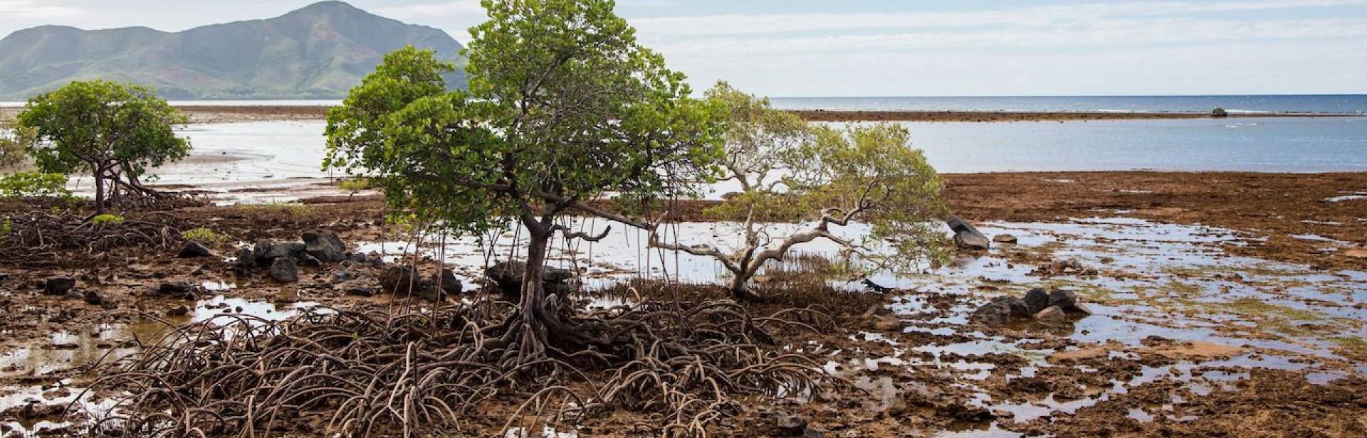 Trees in a mangrove area