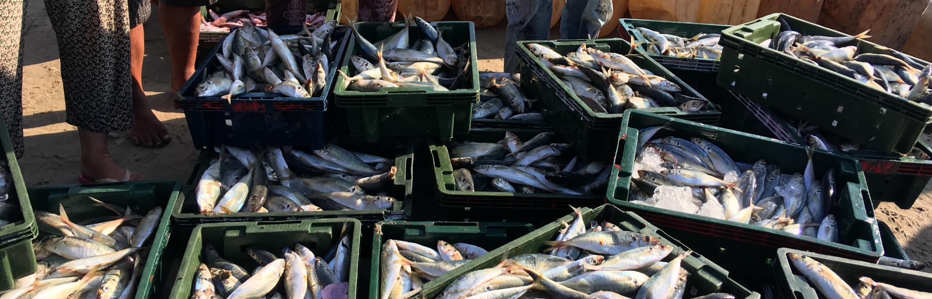Vietnam fishing market