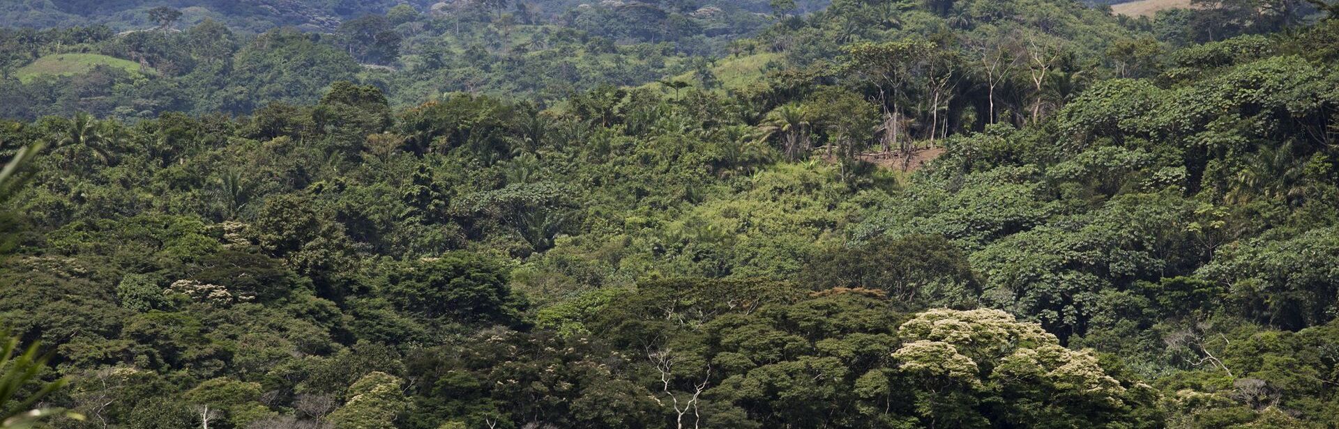 Forest in the Congo basin