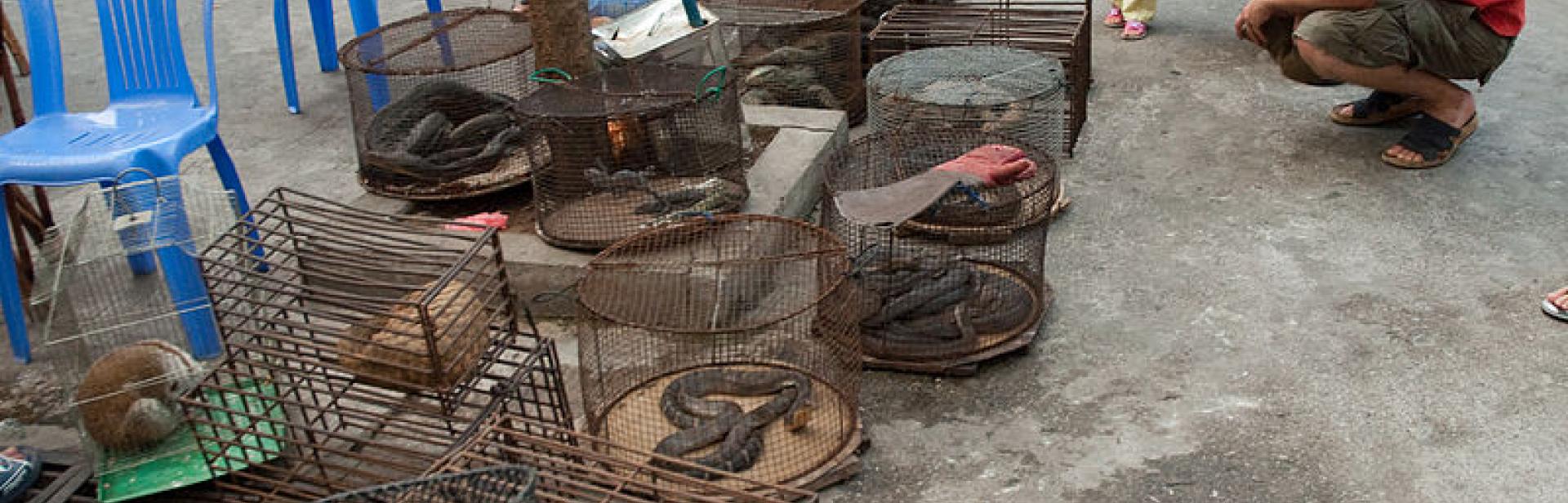 An illegal wildlife trade market in Möng La, Shan, Myanmar