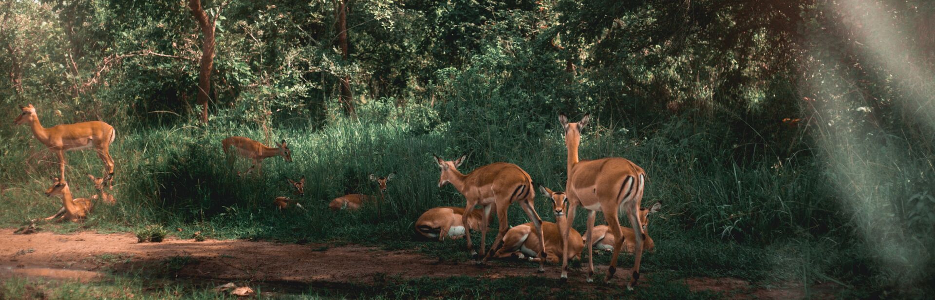 akagera national park in rwanda