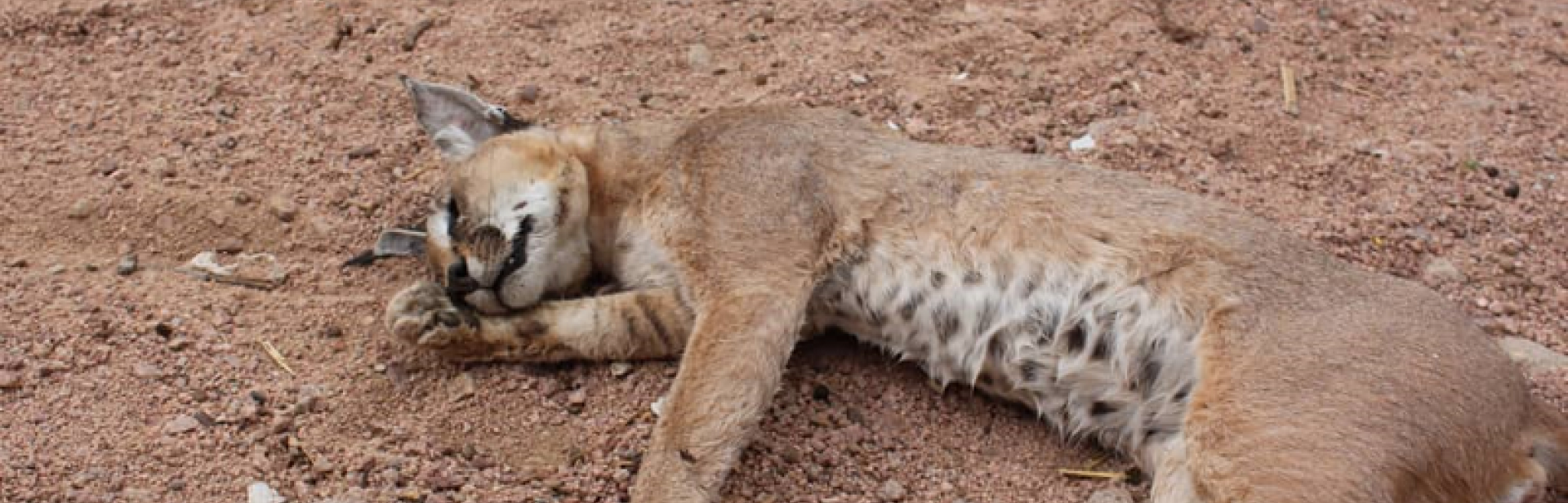 An Arab Lynx, an endangered species, killed July 2020. Credit: Holm Akhdar