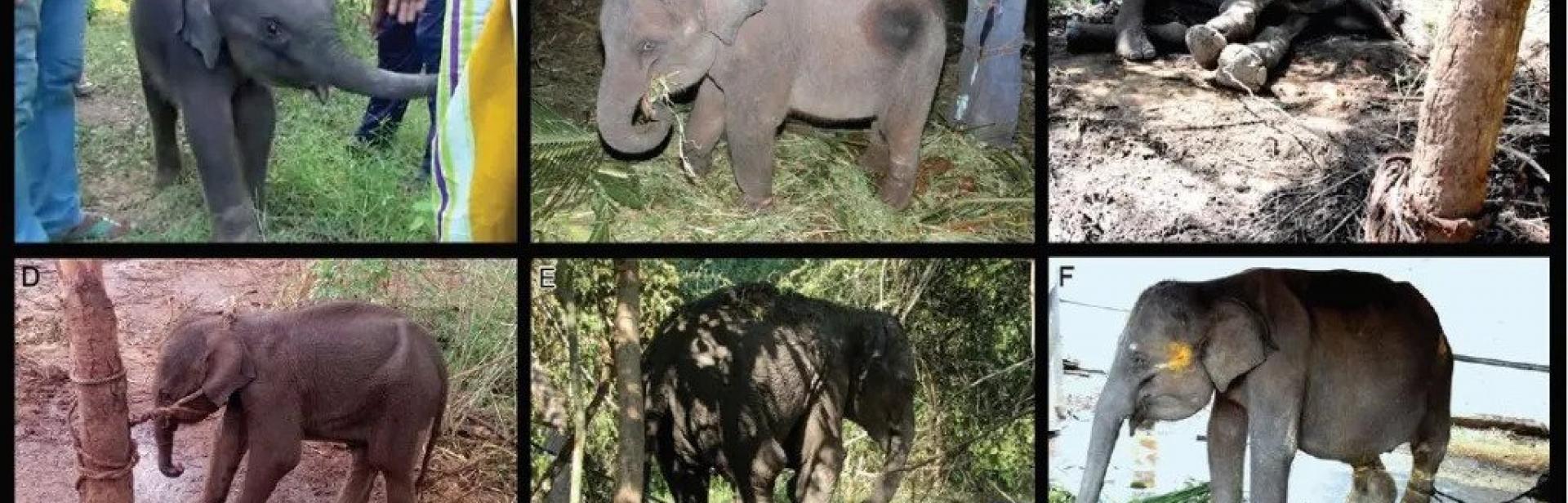 a collage of elephant calves illegally caught from the wild